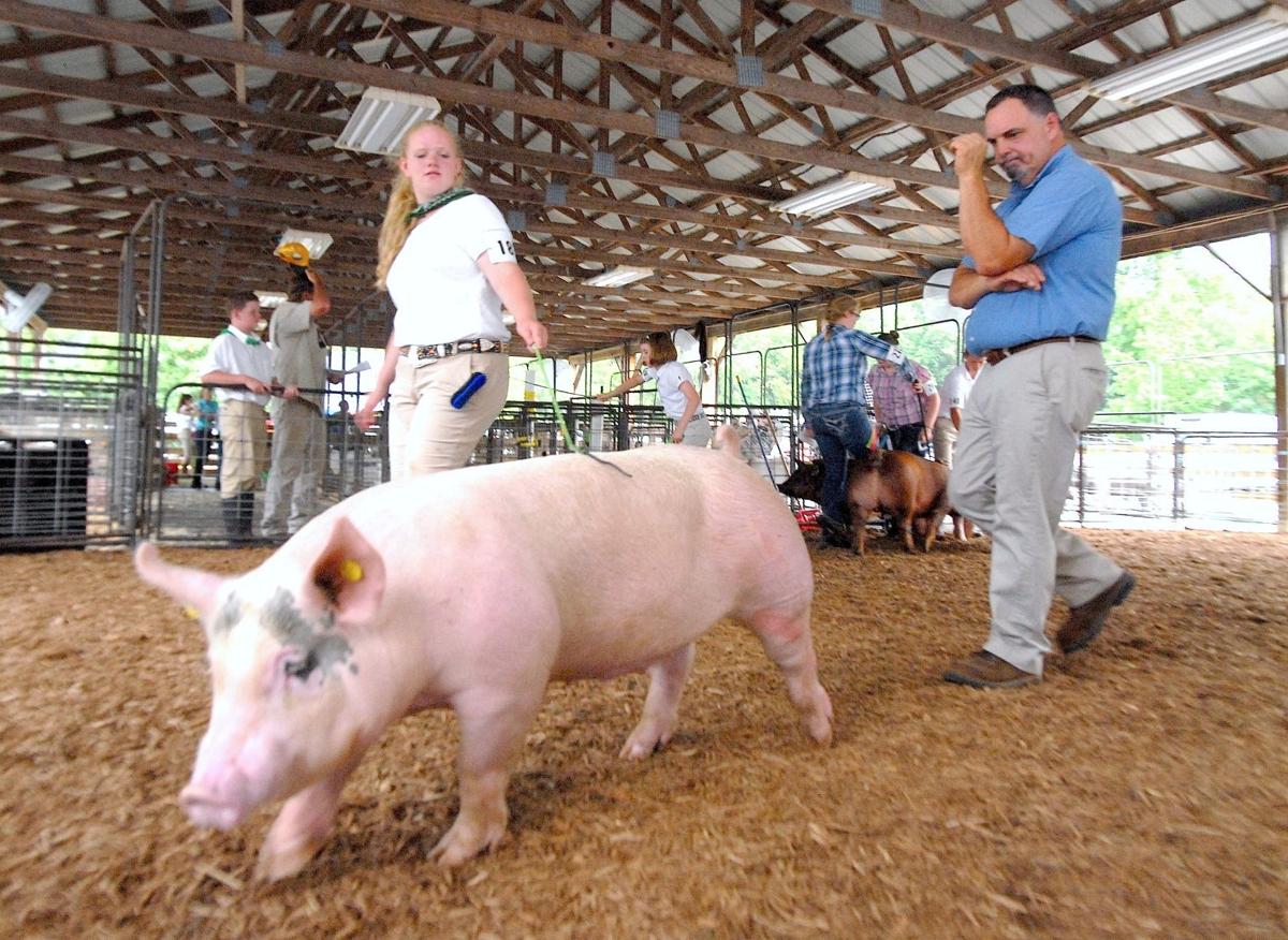 Pigs keep cool at the Market Hog Show Local