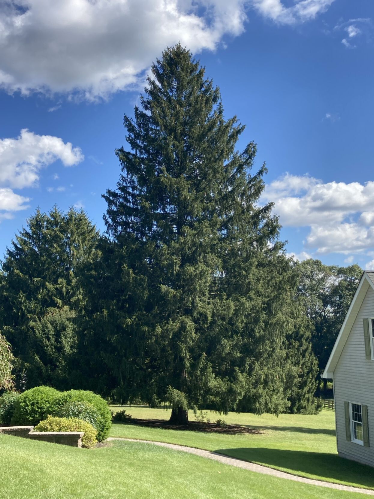 Rockefeller Christmas Tree Coming From Cecil County This Year Local Stardem Com