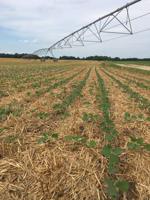 Ag census deadline for new farmers is June 30