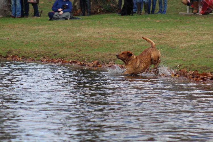 Retrievers wow spectators at Bay Street ponds Local