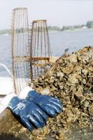 Watermen uncertain about this year's oyster harvest