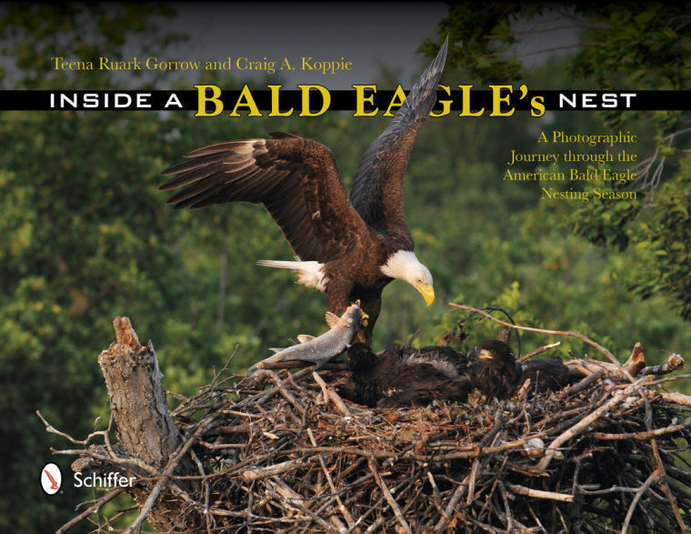 Take a closer look 'inside a bald eagle's nest' Local