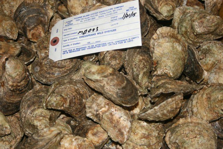 NOAA funds Md. oyster restoration Environment