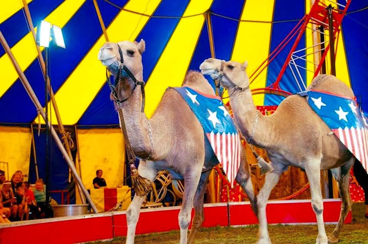 The circus is coming to town Spotlight