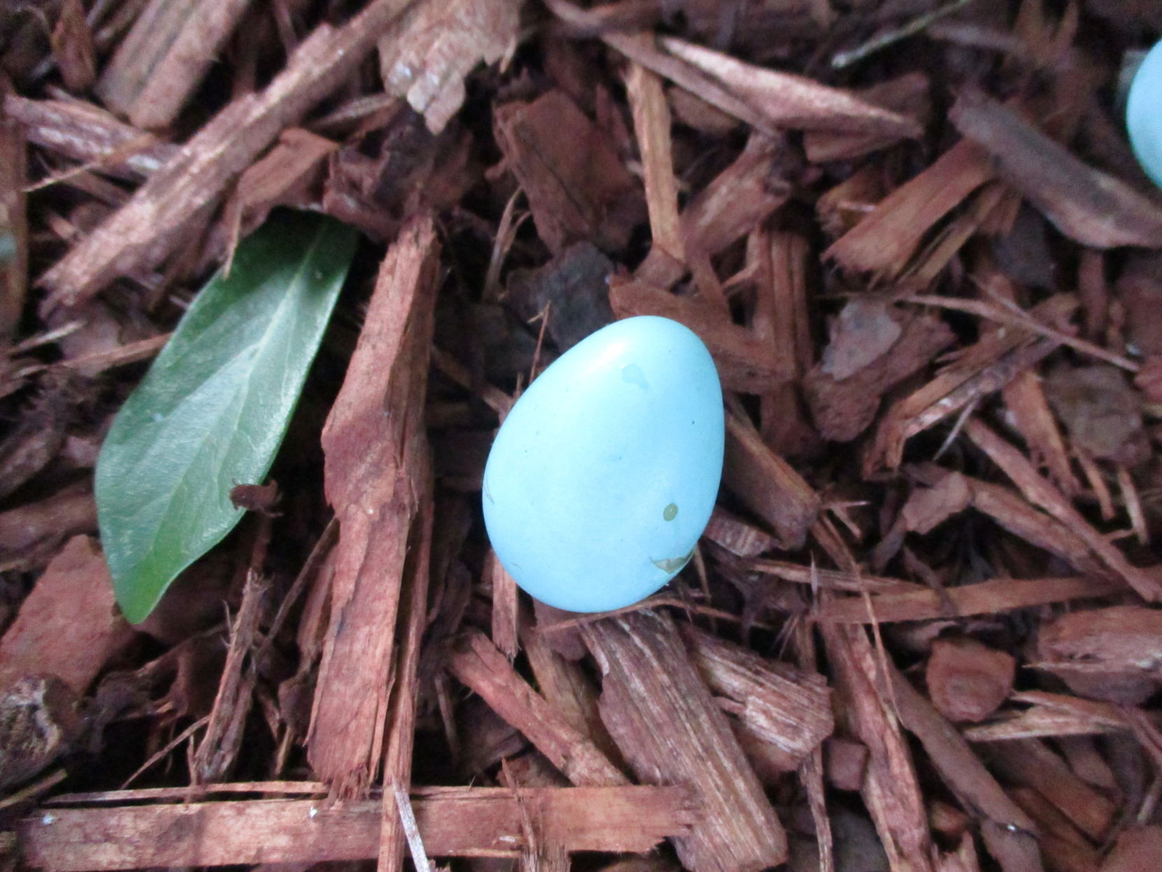 robin egg shells