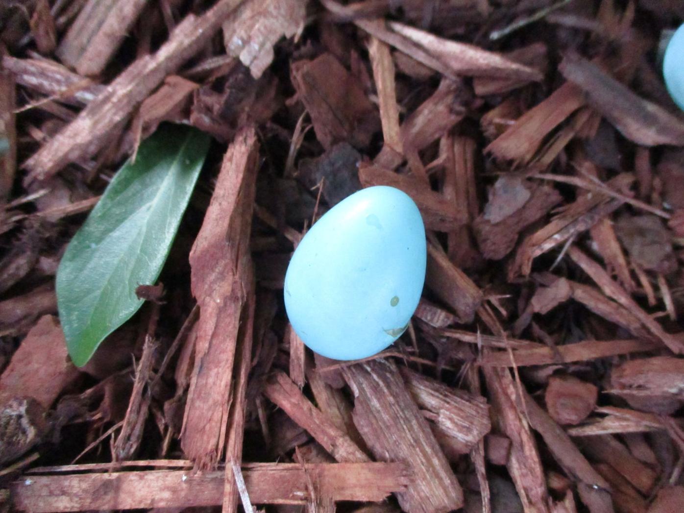 baby parakeet eggs