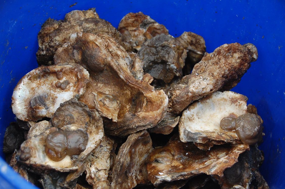 Locals grow oysters Environment
