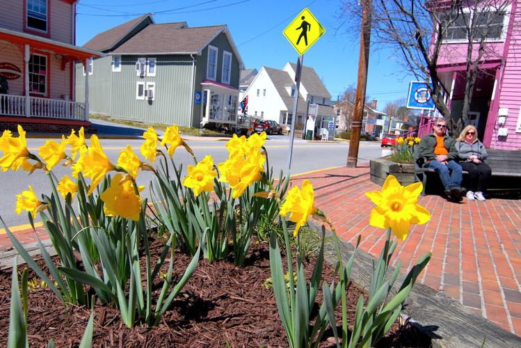 St. Michaels ready for Daffodil Fest Local