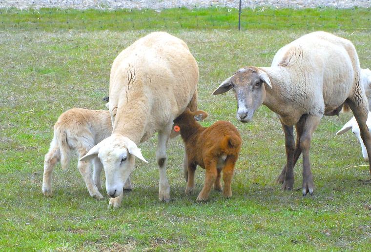 Spring lambs come out Photos