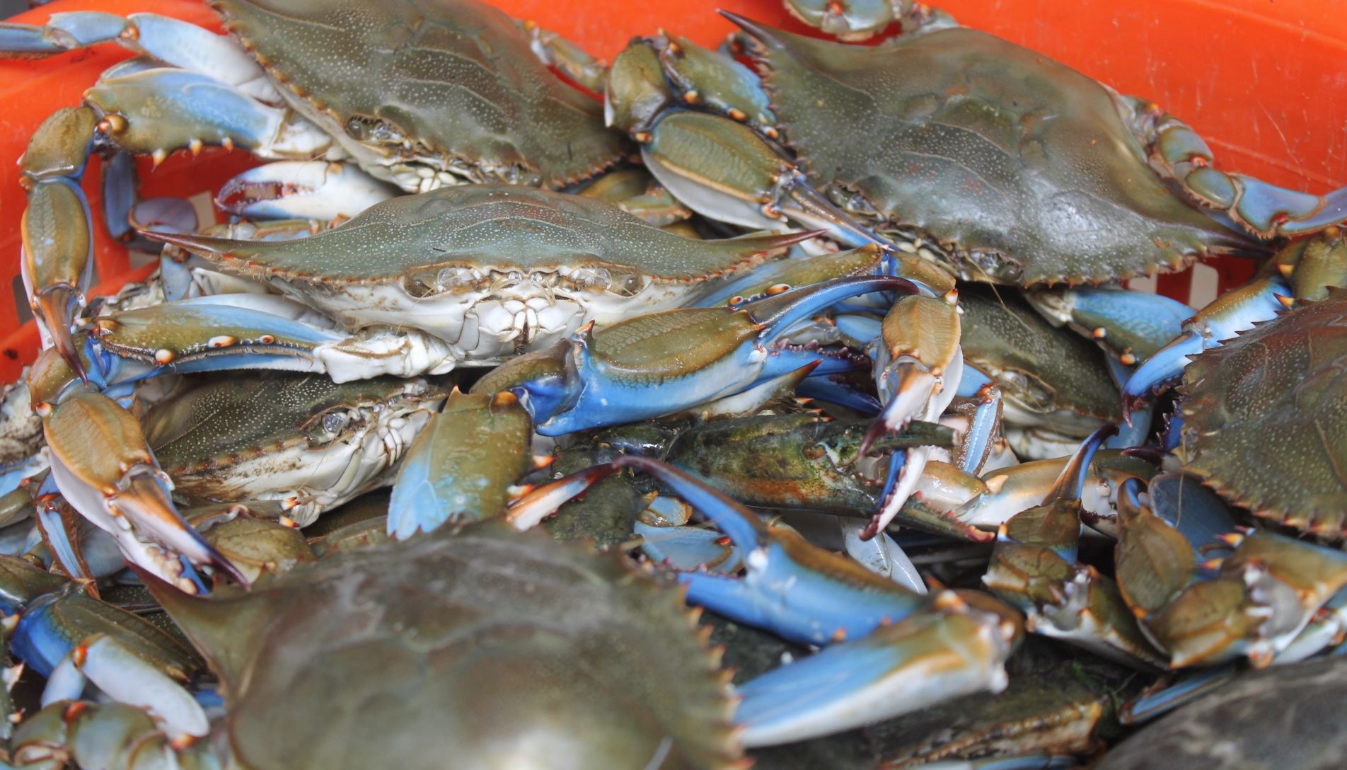 blue crab season maryland