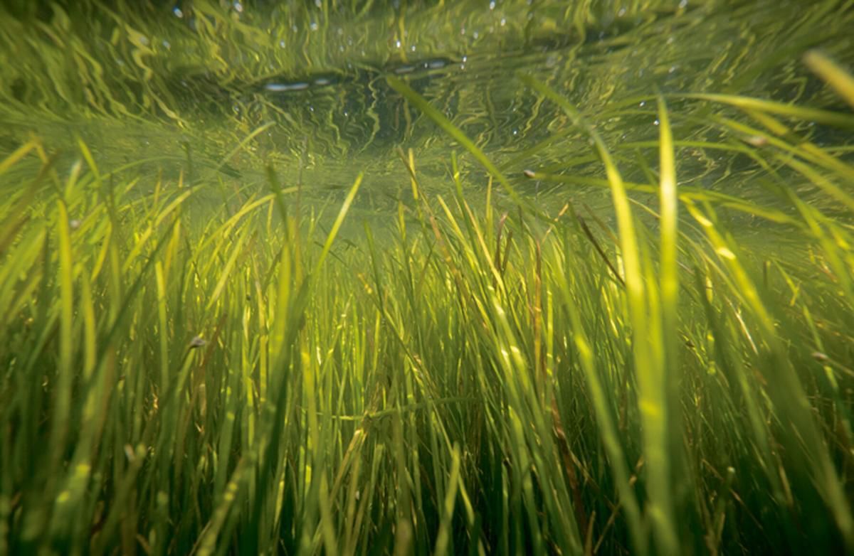 Last stand for eelgrass? | Environment | stardem.com