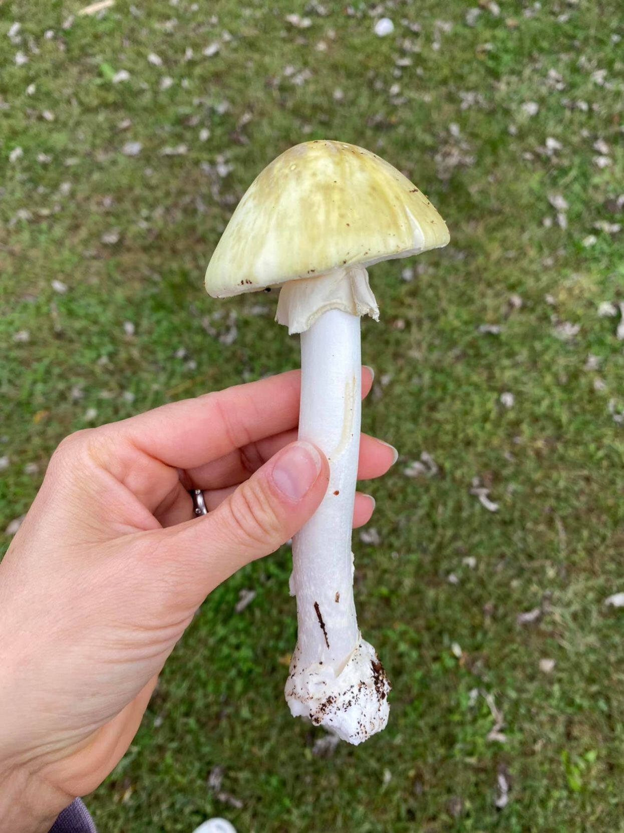 Poisonous mushroom kills pets in Easton Local