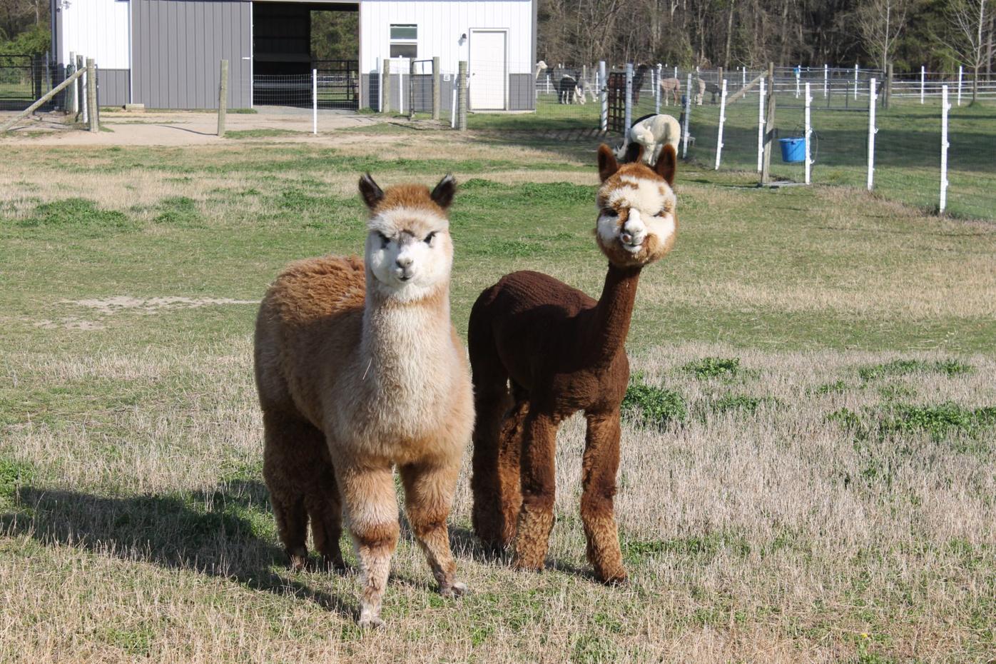 Alpacas Enjoy A Shear Delight Local Stardem Com