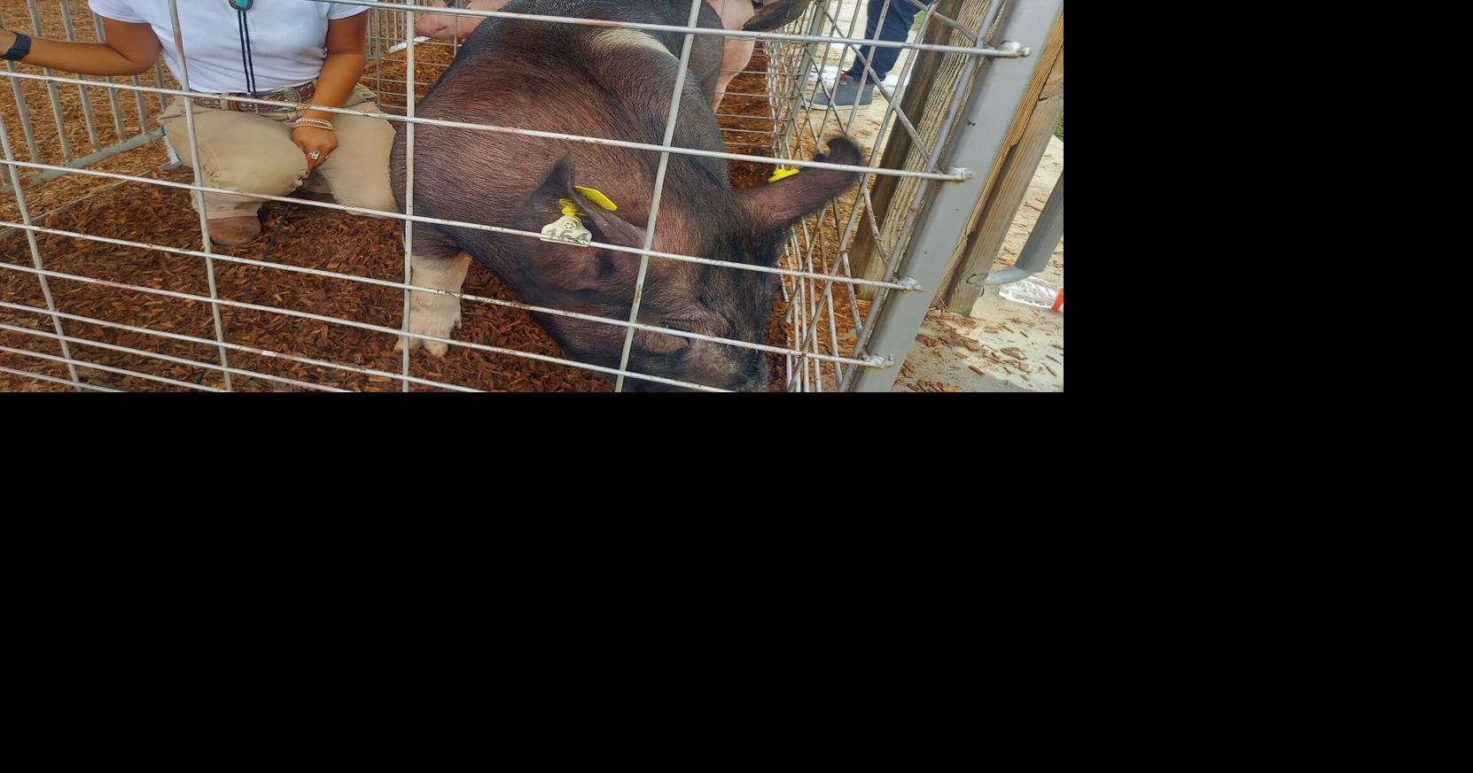 Hog heaven: Gracie's pigs are top tier at local fair | Life | stardem.com