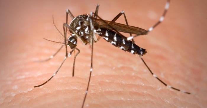 Mosquito invasion keeps some Dorchester County residents indoors