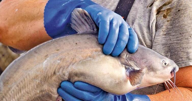 Harris adds language to appropriations bill addressing invasive catfish  species, News