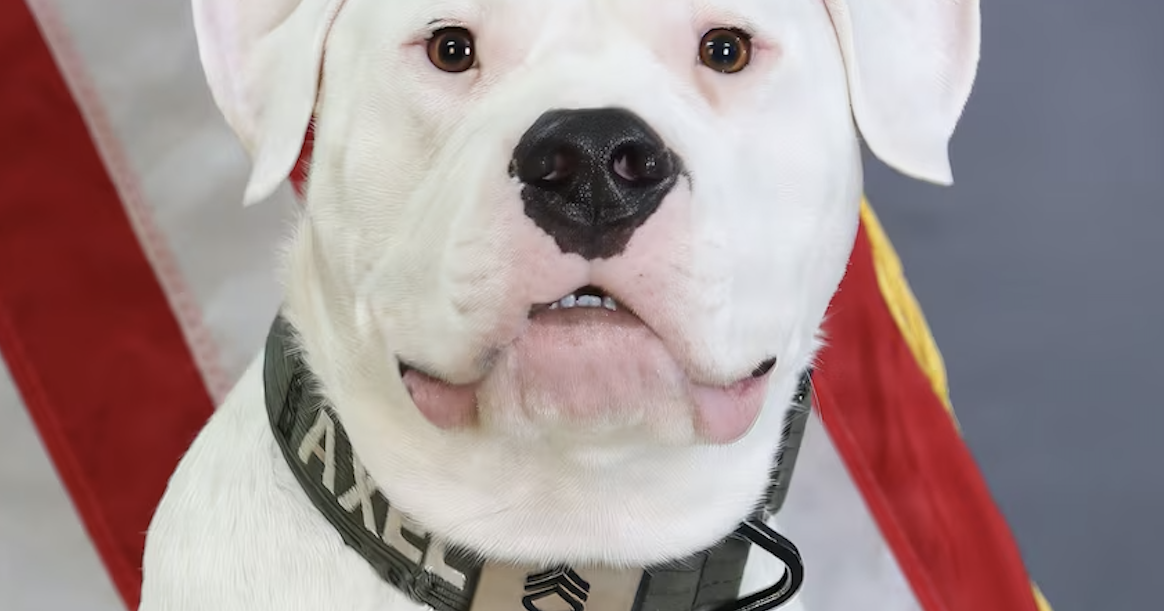 Deaf dog serves his country as a National Guard ministry dog