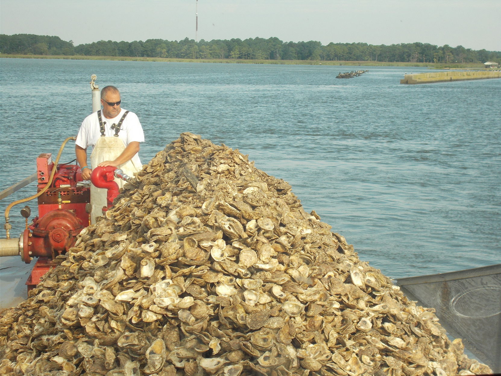 best oyster spat in mississippi best oyster spat in mississippi