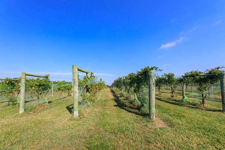 Triple Creek Winery up for sale Local