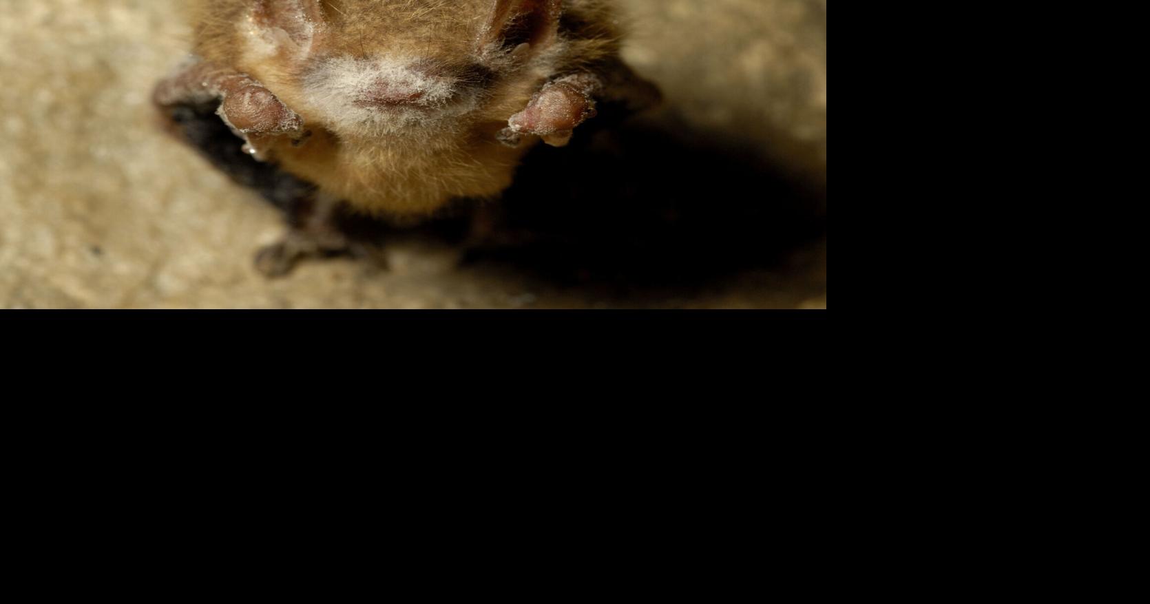 Bat bill could affect conservation, land management activities on the ...
