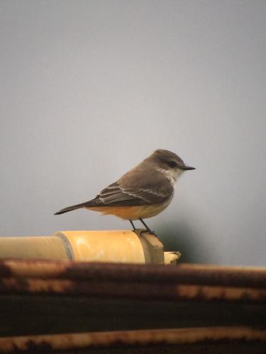 Rare birds visiting Kent | Local | stardem.com