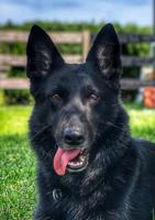 Former Ridgely Police Department K-9 Keita dies