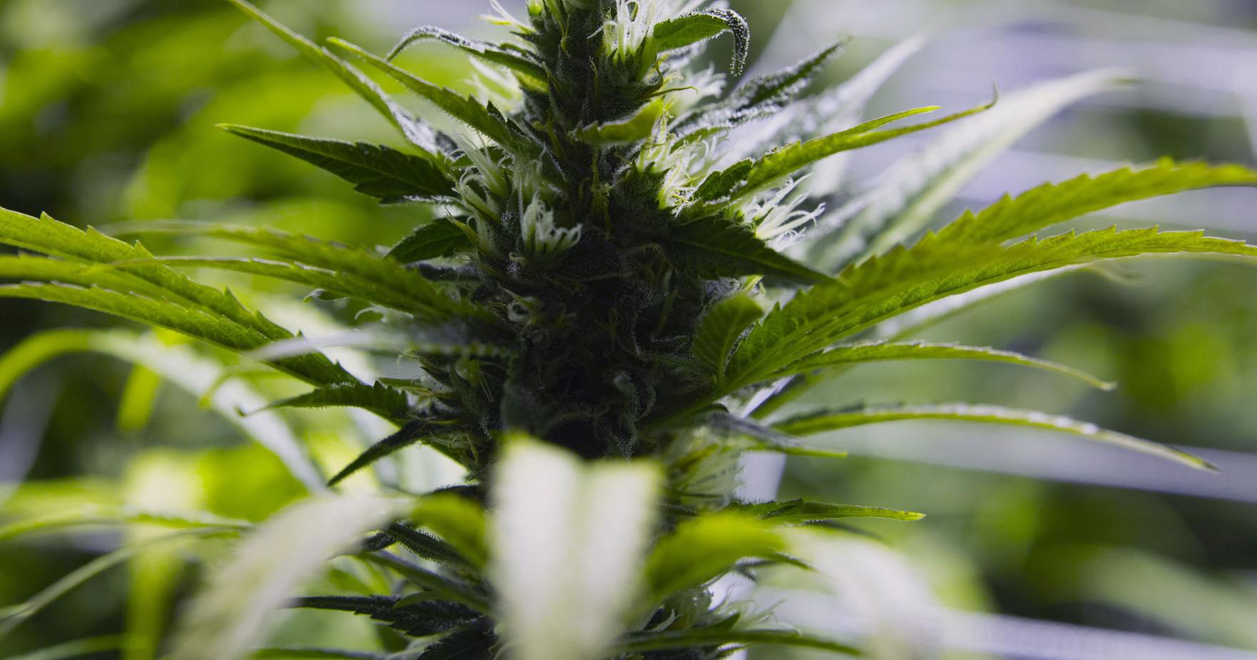 Talbot County, towns talk zoning for adult cannabis facilities - Vimarsana News