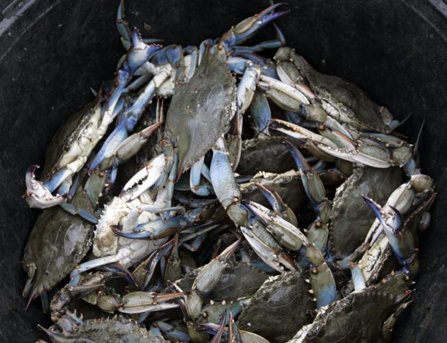 SoMD Blue Crabs on X: Happy Championship Sunday! Did you know