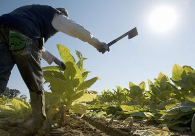 can you grow tobacco in uk How To Grow Tobacco In UK #4