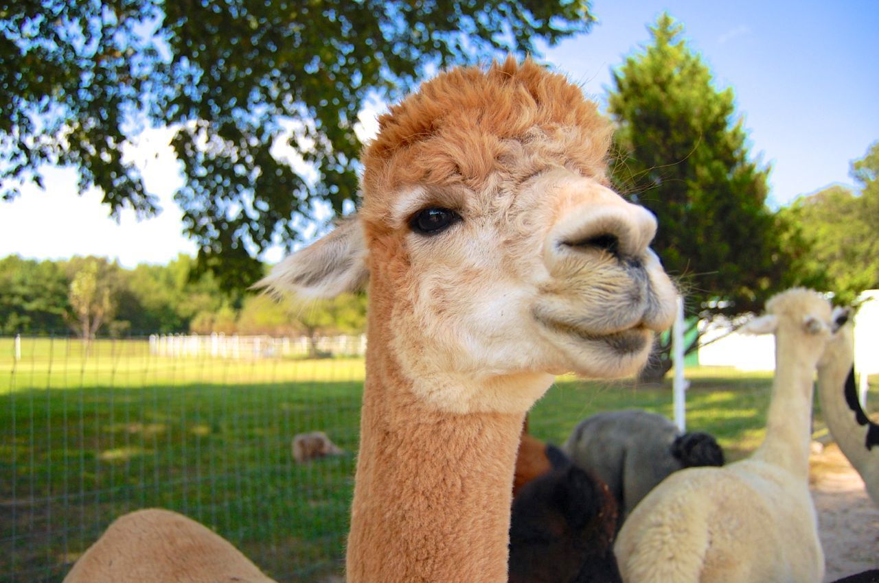 Outstanding Dreams Farm to host Alpaca Festival Arts