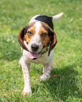 PET OF THE WEEK
