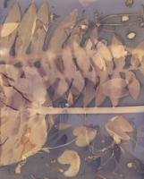 On Site, Photographs by Liz Donadio, on View at Adkins Arboretum