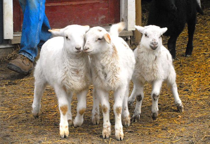 Spring lambs come out Photos