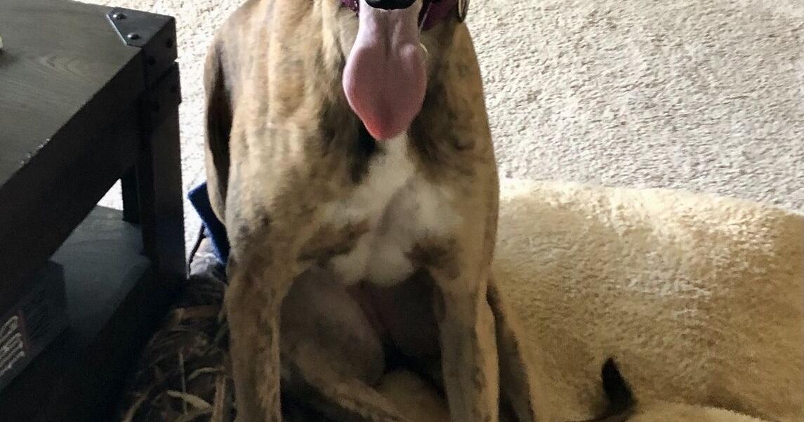 Retired greyhounds from Australia find adoptive homes in Delaware - Vimarsana News