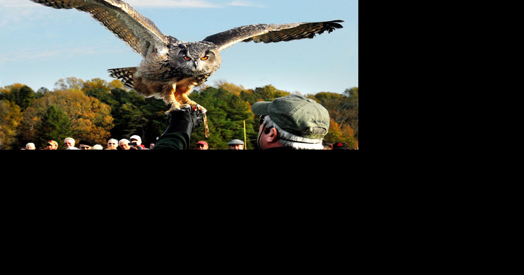 Raptors show off at the Waterfowl Festival, Local