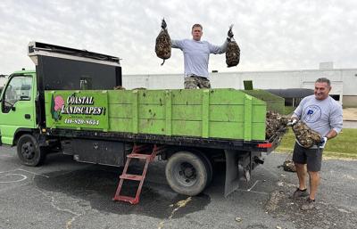Volunteers deliver spat for new oyster growing season