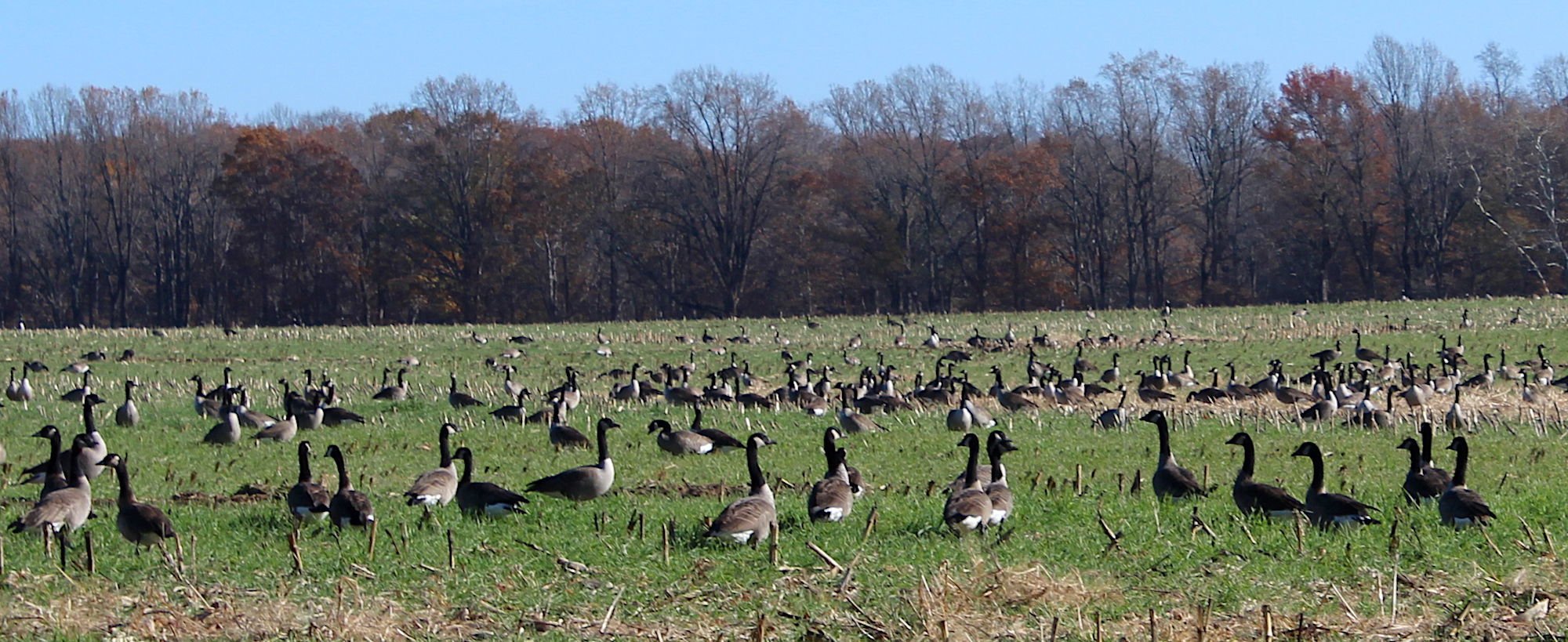 Migratory Game Bird Hunting Seasons Submitted For Approval | Local ...