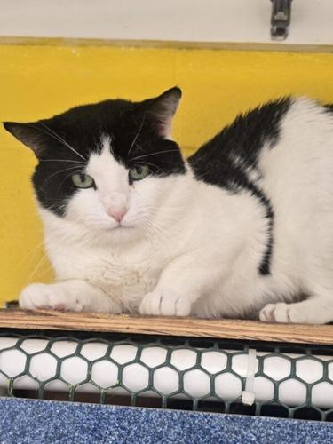 PET OF THE WEEK