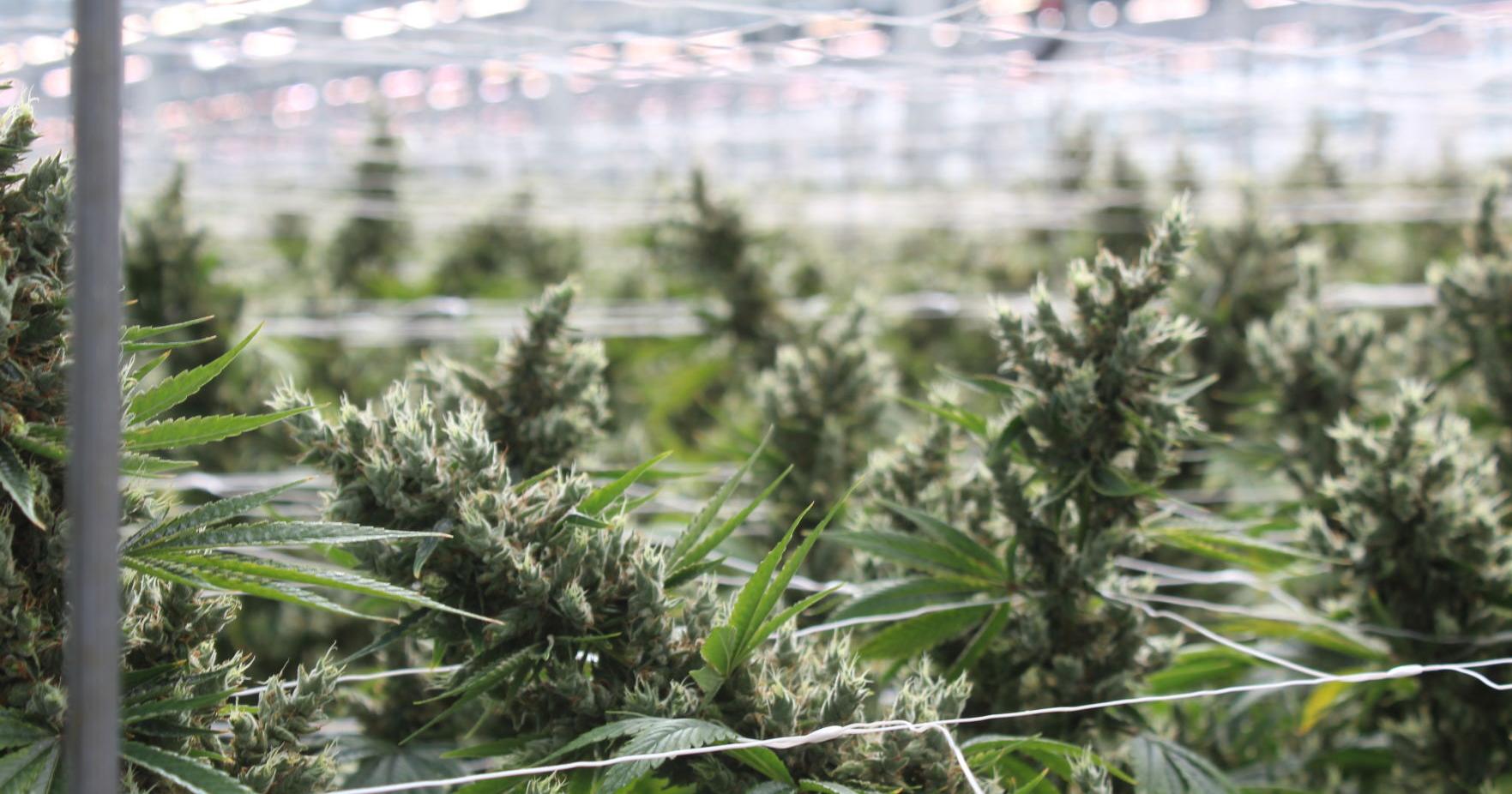 Commissioners adopt resolution to encompass recreational cannabis into zoning (copy) - Vimarsana News