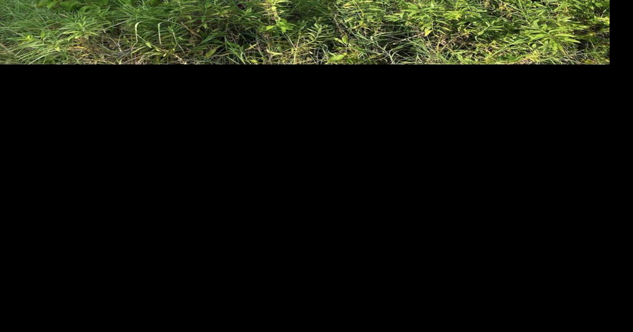 Choptank Health plans new Federalsburg center Business