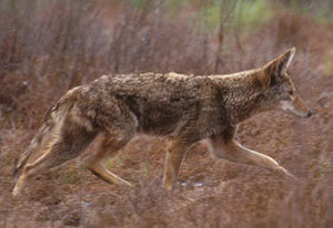 Coyote