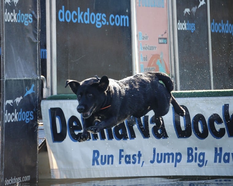 Pooches Get 'big Air' In Dockdogs Contest | Waterfowl Festival ...