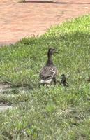 Ducklings rescued on college campus