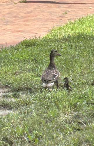 Ducklings rescued on college campus