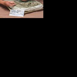 Explore Maryland: Most complete prehistoric bird skeleton found - Vimarsana News