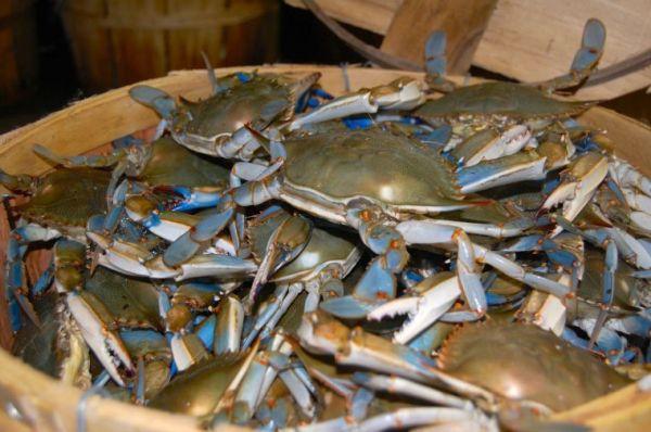 Poll: Majority in Md. back blue crab harvest ban ...