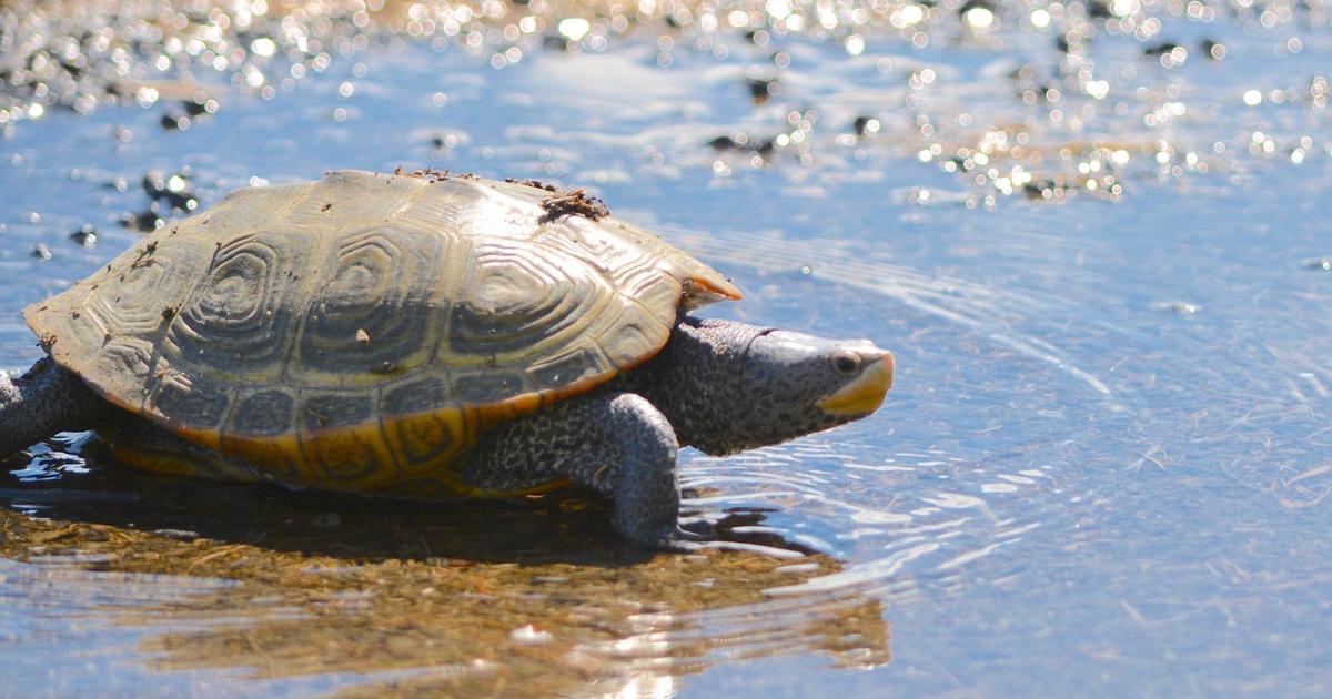 Turtle Keystone Not just a state symbol, turtles are keystone species | | stardem.com