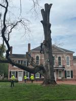 Iconic elm felled