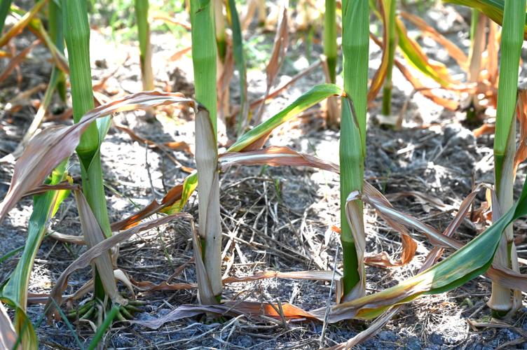 Dought Forces Farmers to Claim Insurance
