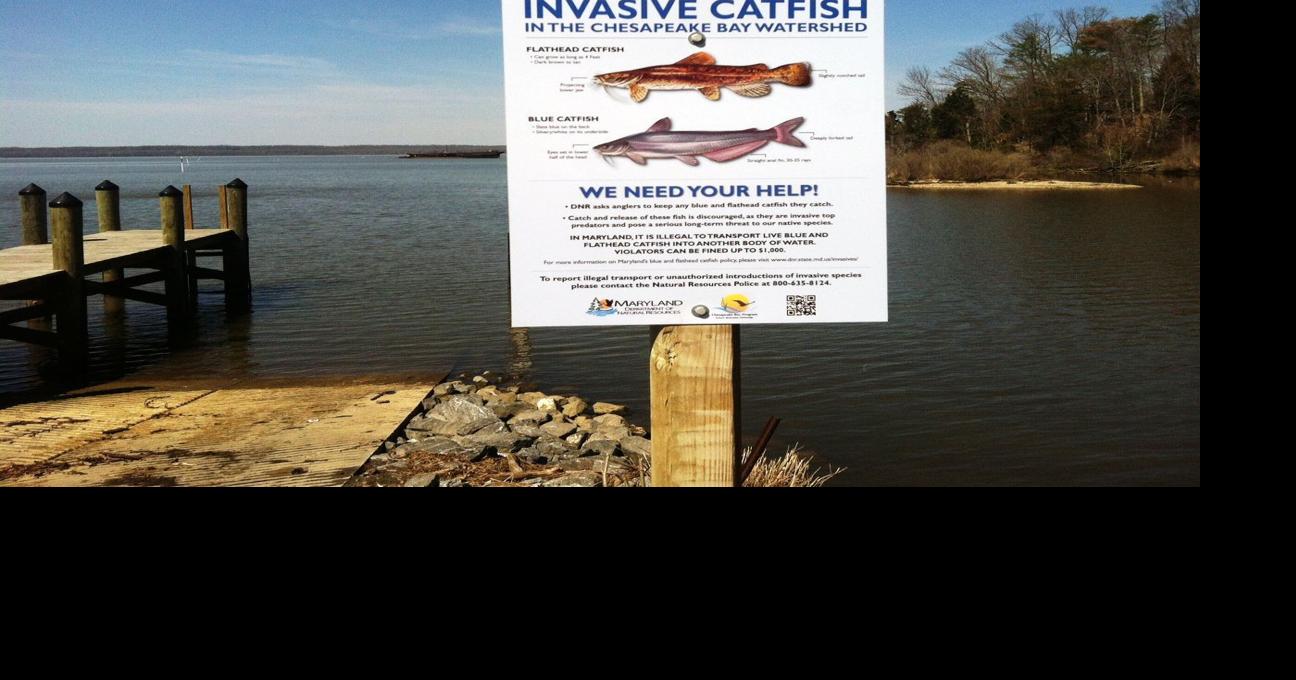 Shore fishermen fight federal catfish regulations Environment